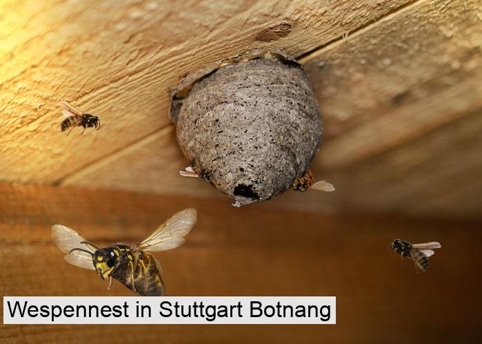 Wespennest in Stuttgart Botnang